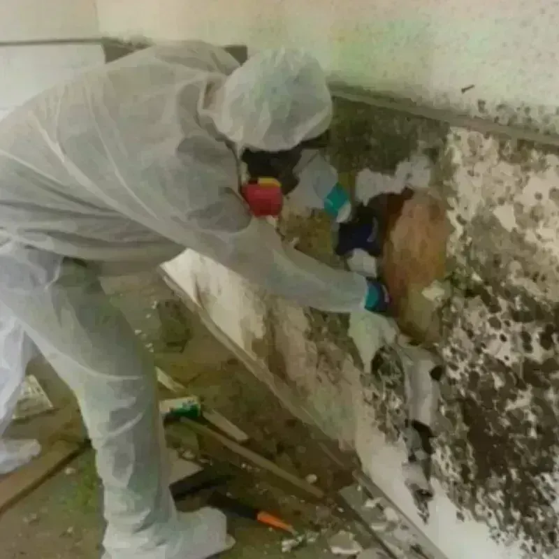 Mold Remediation and Removal in Naples Park, FL